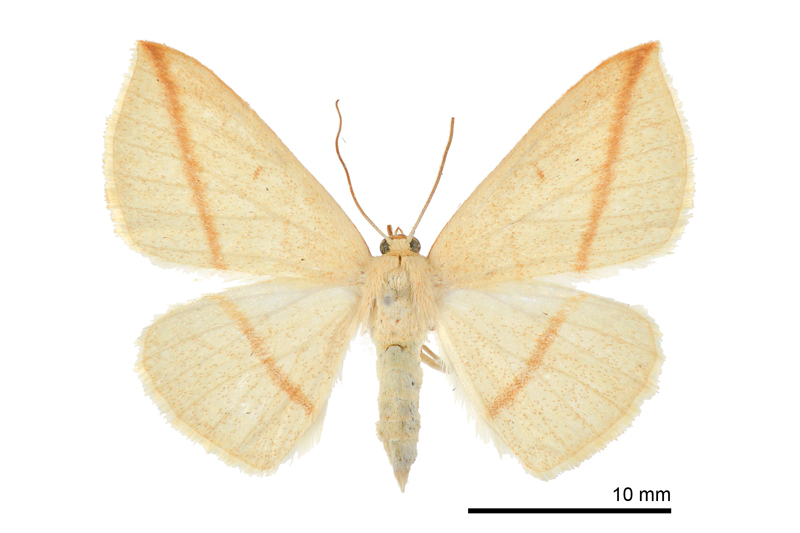 Parabapta unifasciata Female